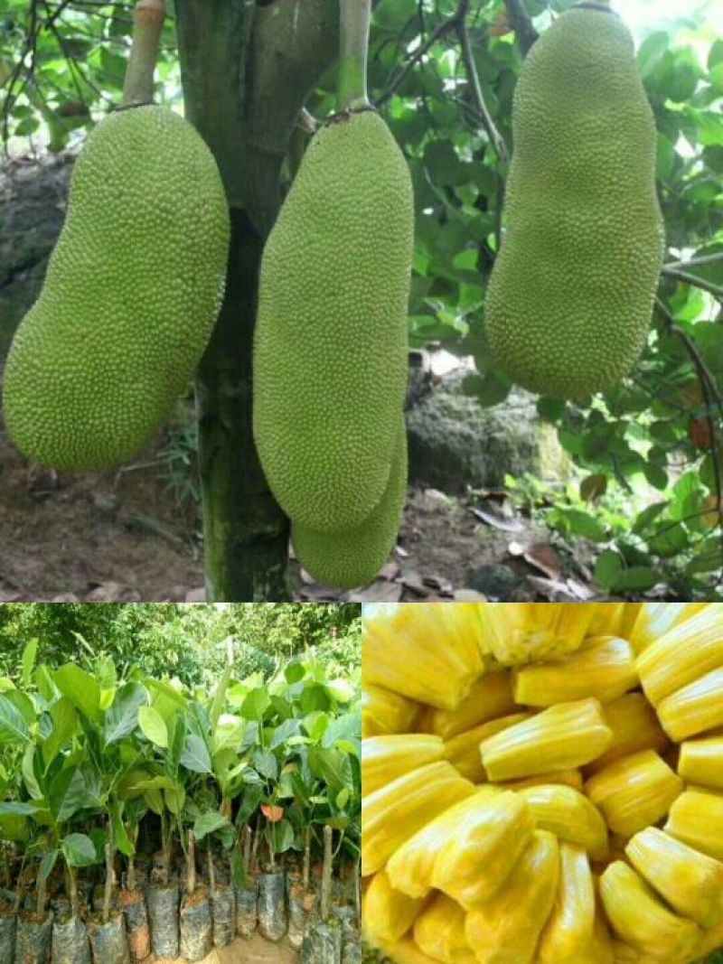 入侵者们的晚餐