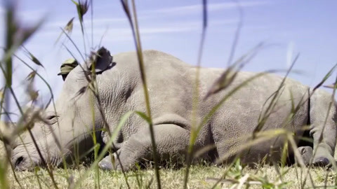 公主代理人续篇：第二章