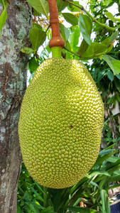 八百壮士 八百壯士